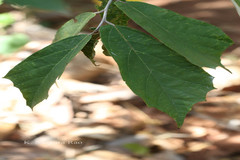 Pterospermum heyneanum